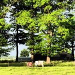 Zaterdag Ochtend in Barneveld