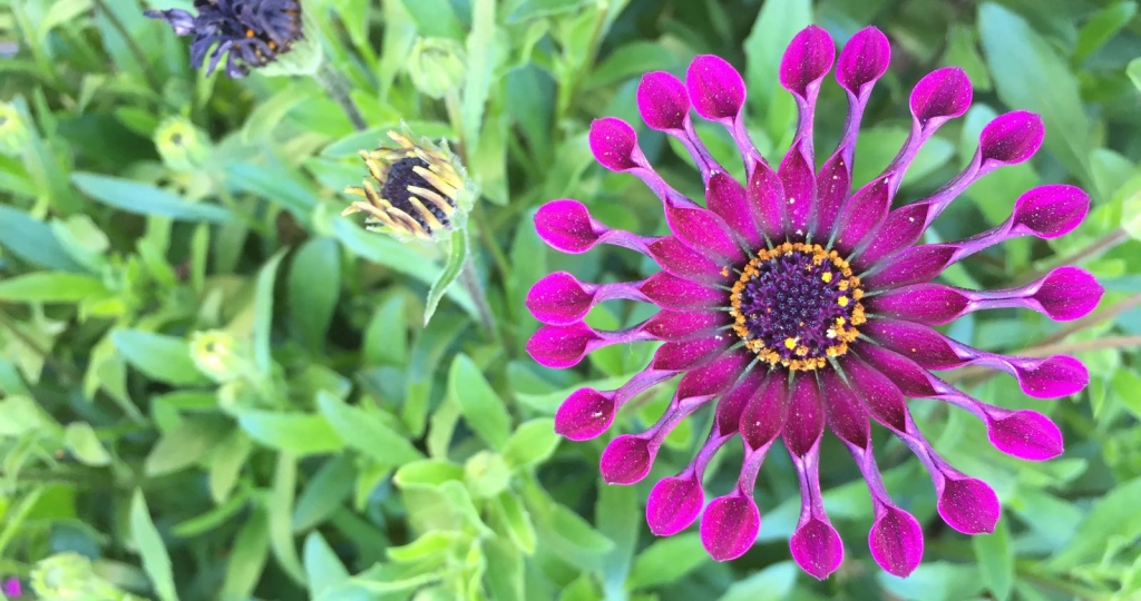 What makes me happy? Walking home from school with my kids and taking photos of flowers. Simple, right? 